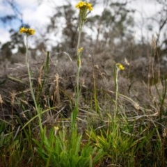 Goodenia bellidifolia at Bundanoon, NSW - 13 Dec 2020 by Boobook38