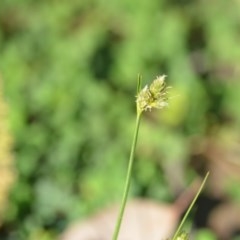 Carex inversa (Knob Sedge) at Wamboin, NSW - 17 Oct 2020 by natureguy