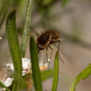 Staurostichus sp. (genus) at Burrinjuck, NSW - 13 Dec 2020