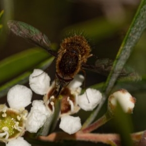 Staurostichus sp. (genus) at Burrinjuck, NSW - 13 Dec 2020