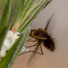 Staurostichus sp. (genus) at Burrinjuck, NSW - 13 Dec 2020