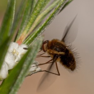 Staurostichus sp. (genus) at Burrinjuck, NSW - 13 Dec 2020