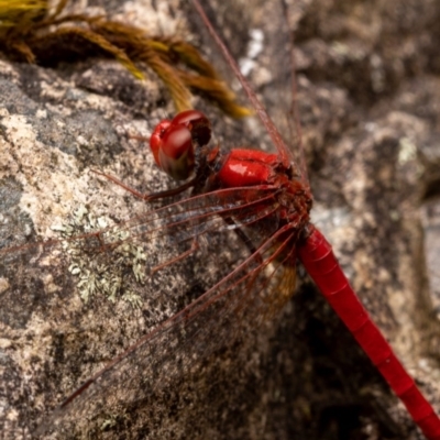 Diplacodes haematodes (Scarlet Percher) at Burrinjuck, NSW - 13 Dec 2020 by trevsci