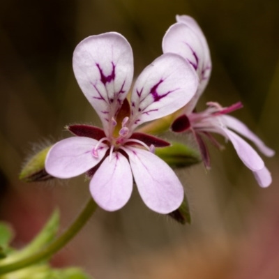 Pelargonium australe (Austral Stork's-bill) at Burrinjuck, NSW - 12 Dec 2020 by trevsci