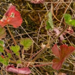 Pelargonium australe at Burrinjuck, NSW - 13 Dec 2020 09:47 AM