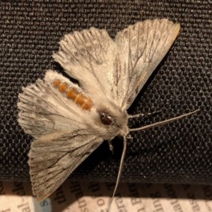 Cyneoterpna wilsoni at Aranda, ACT - 13 Dec 2020