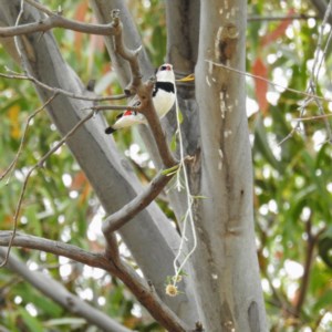 Stagonopleura guttata at Kambah, ACT - suppressed