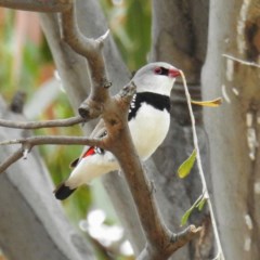 Stagonopleura guttata at Kambah, ACT - suppressed