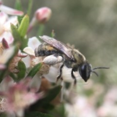 Leioproctus (Leioproctus) amabilis (A plaster bee) at Acton, ACT - 12 Dec 2020 by PeterA