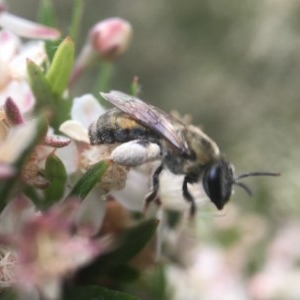 Leioproctus (Leioproctus) amabilis at Acton, ACT - 12 Dec 2020