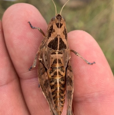 Perunga ochracea (Perunga grasshopper, Cross-dressing Grasshopper) at Strathnairn, ACT - 8 Dec 2020 by Eland