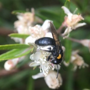 Leioproctus (Leioproctus) irroratus at Acton, ACT - 12 Dec 2020