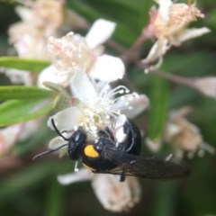 Leioproctus (Leioproctus) irroratus at Acton, ACT - 12 Dec 2020