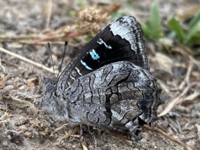 Ogyris olane (Broad-margined Azure) at Fadden, ACT - 14 Dec 2020 by RAllen