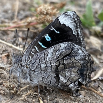 Ogyris olane (Broad-margined Azure) at Wanniassa Hill - 13 Dec 2020 by RAllen