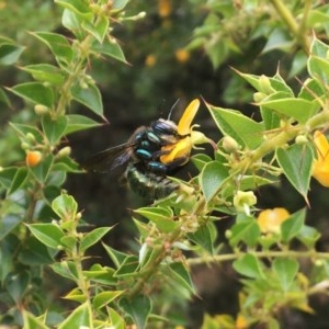 Xylocopa (Lestis) aerata at Acton, ACT - 12 Dec 2020