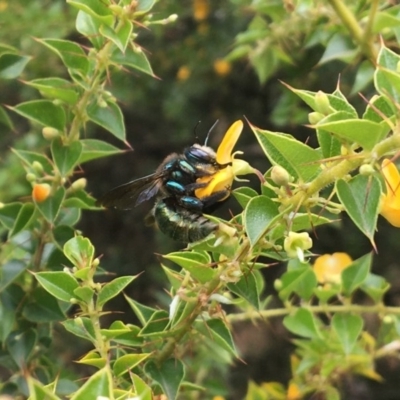 Xylocopa (Lestis) aerata (Golden-Green Carpenter Bee) at Acton, ACT - 12 Dec 2020 by PeterA