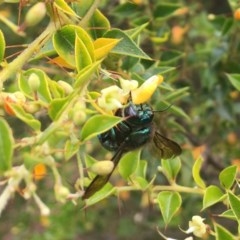 Xylocopa (Lestis) aerata at Acton, ACT - 12 Dec 2020