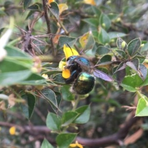 Xylocopa (Lestis) aerata at Acton, ACT - 12 Dec 2020