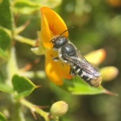 Megachile heriadiformis at Acton, ACT - 9 Dec 2020 by PeterA