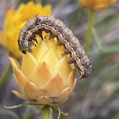 Noctuidae unclassified IMMATURE moth (Immature Noctuidae Moth) at Fadden, ACT - 14 Dec 2020 by RAllen