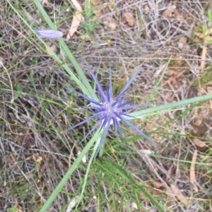 Eryngium ovinum at Majura, ACT - 14 Dec 2020