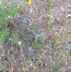 Eryngium ovinum at Majura, ACT - 14 Dec 2020