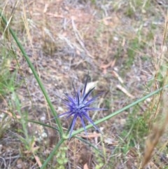 Eryngium ovinum at Majura, ACT - 14 Dec 2020