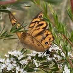 Heteronympha merope (Common Brown Butterfly) at Fadden, ACT - 14 Dec 2020 by RAllen