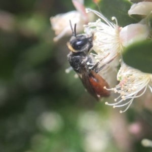 Euryglossa depressa at Acton, ACT - 10 Dec 2020