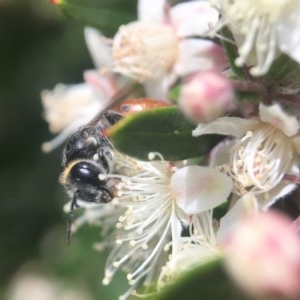 Euryglossa depressa at Acton, ACT - 10 Dec 2020