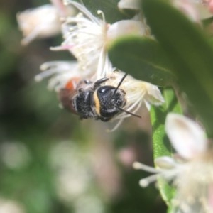 Euryglossa depressa at Acton, ACT - 10 Dec 2020