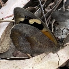 Heteronympha merope (Common Brown Butterfly) at Fadden, ACT - 14 Dec 2020 by RAllen
