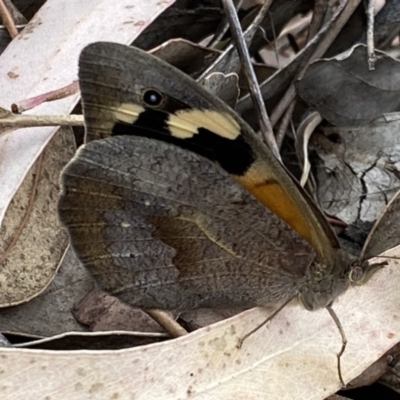 Heteronympha merope (Common Brown Butterfly) at Fadden, ACT - 14 Dec 2020 by RAllen