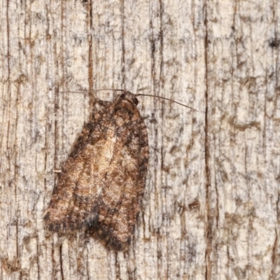 Tortricinae (subfamily) (A tortrix moth) at Melba, ACT - 17 Nov 2020 by kasiaaus