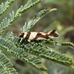 Macrobathra desmotoma ( A Cosmet moth) at Theodore, ACT - 10 Dec 2018 by Owen