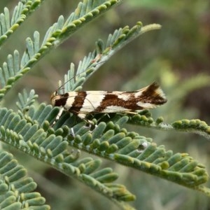 Macrobathra desmotoma at Theodore, ACT - 10 Dec 2018 12:12 PM