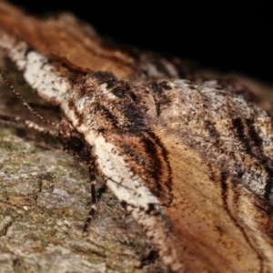 Pholodes sinistraria at Melba, ACT - 17 Nov 2020 10:15 PM