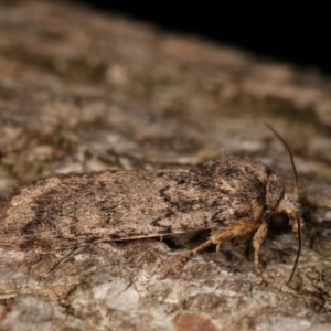 Proteuxoa provisional species 5 at Melba, ACT - 17 Nov 2020 10:16 PM