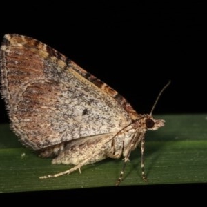 Epyaxa (genus) at Melba, ACT - 17 Nov 2020 10:16 PM