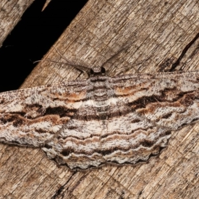 Scioglyptis chionomera (Grey Patch Bark Moth) at Melba, ACT - 17 Nov 2020 by kasiaaus