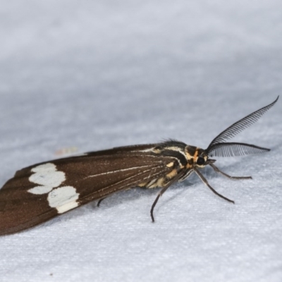 Nyctemera amicus (Senecio Moth, Magpie Moth, Cineraria Moth) at Melba, ACT - 17 Nov 2020 by kasiaaus
