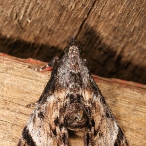 Salma pyrastis at Melba, ACT - 17 Nov 2020 11:49 PM