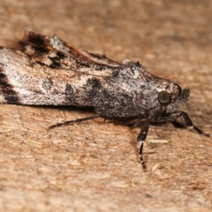 Salma pyrastis at Melba, ACT - 17 Nov 2020 11:49 PM