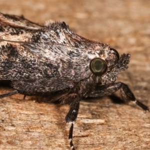 Salma pyrastis at Melba, ACT - 17 Nov 2020 11:49 PM