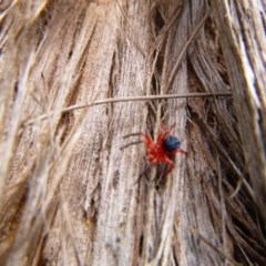 Nicodamidae (family) (Red and Black Spider) at Tathra, NSW - 14 Dec 2020 by TathraPreschool