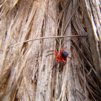 Nicodamidae (family) (Red and Black Spider) at Tathra, NSW - 14 Dec 2020 by TathraPreschool