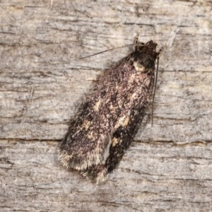 Barea (genus) at Melba, ACT - 17 Nov 2020 11:51 PM