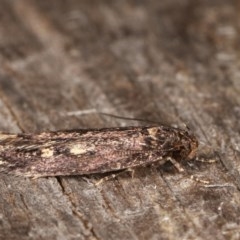 Barea (genus) at Melba, ACT - 17 Nov 2020 11:51 PM