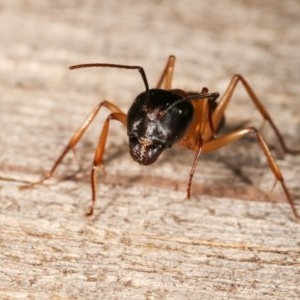 Camponotus consobrinus at Melba, ACT - 11 Nov 2020 10:21 PM